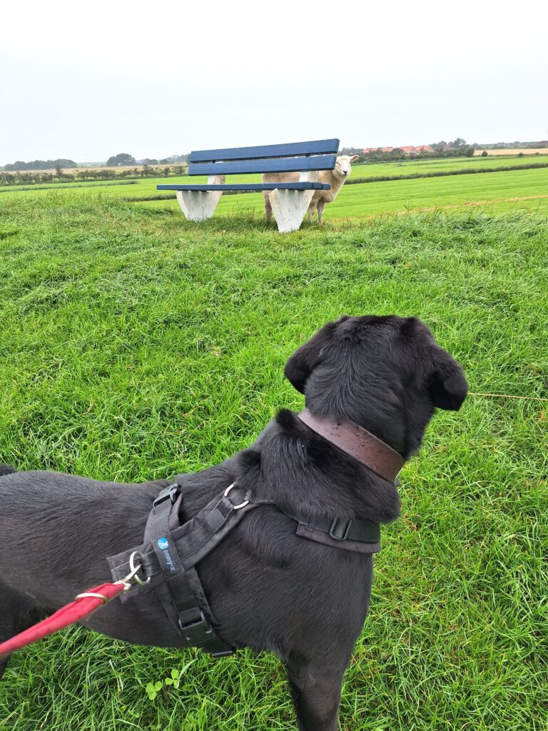 Ein schwarzer Hund im Vordergrund, angeleint, schaut zu einem Schaf, das hinter einer Aussichtsbank hervorschaut.