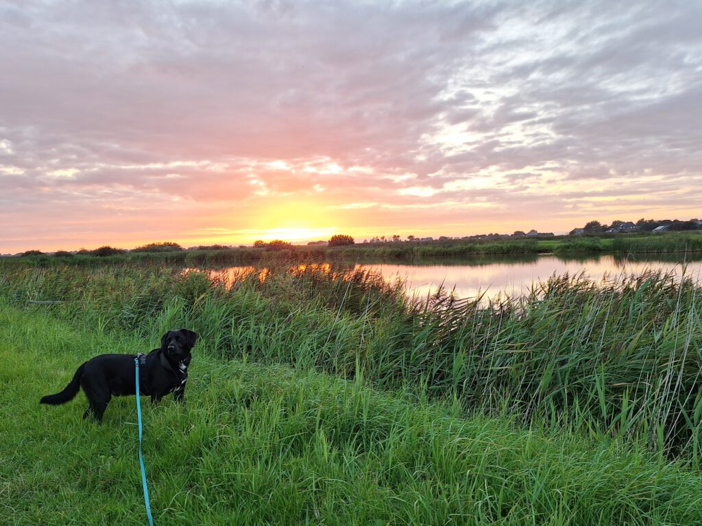 Ein schwarzer Hund steht im hohen Gras vor einem Weiher, in dem sich ein intensiver Sonnenuntergang spiegelt.