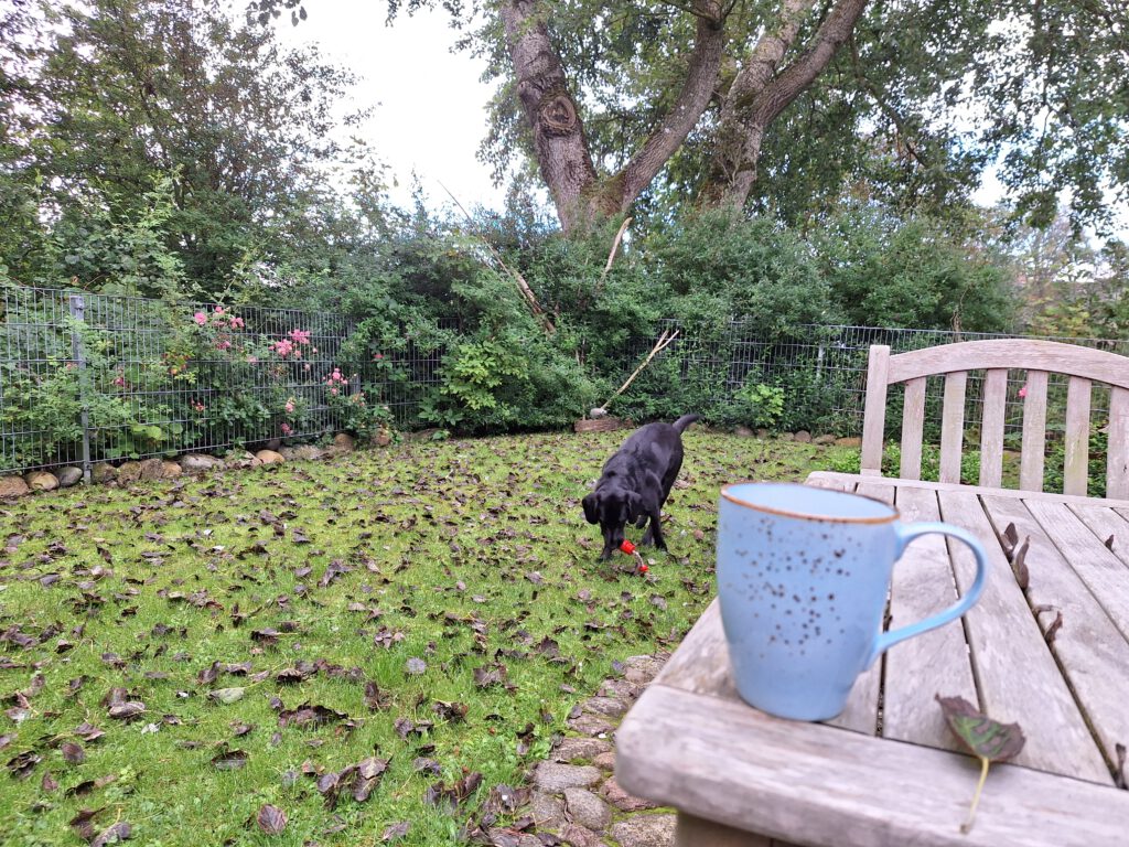 Ein schwarzer Hund im Garten, auf dem Rasen liegt Laub und am Zaun wächst eine Wildrose. Der Hund trägt ein rotes Spielzeug. Im Vordergrund steht eine blaue Kaffeetasse auf einem Holztisch.