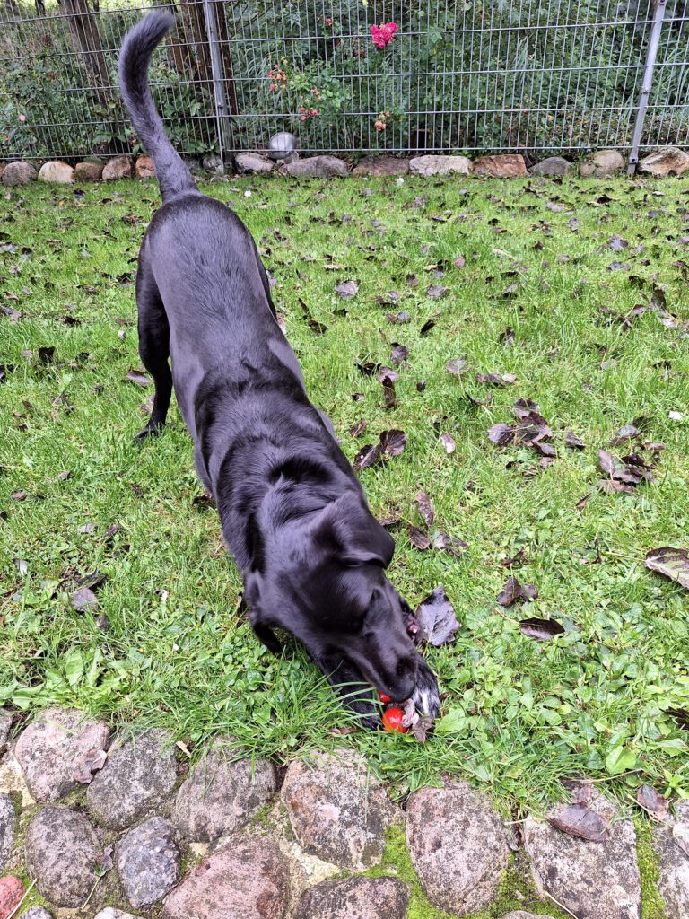 Ein schwarzer Hund spielt mit einem roten Spielzeug, der Oberkörper liegt tief, während das Hinterteil in die Luft ragt.