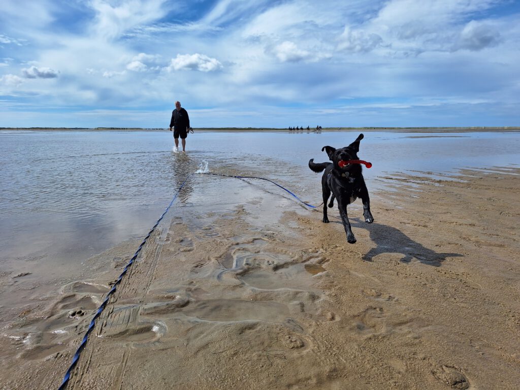 Ein schwarzer Hund kommt am Strand auf die Kamera zugelaufen. Er trägt ein rotes Spielzeug. Im Hintergrund ein Mann und Pferde.