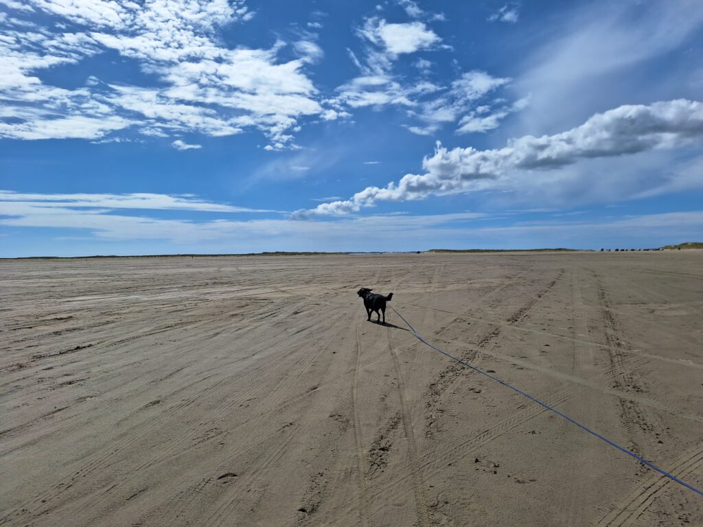 Ein schwarzer Hund läuft an einer langen Leine auf einem sehr weiten, flachen Strand. Blauer Himmel mit weißen Wölkchen.