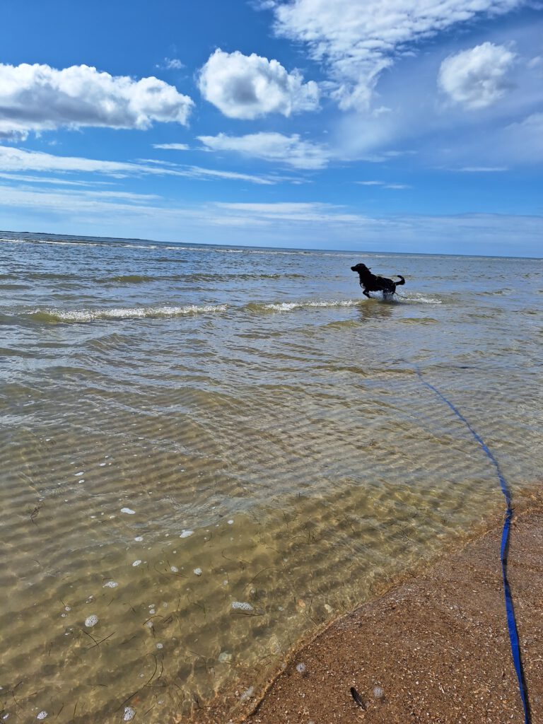 Ein schwarzer Hund springt durch flaches Meerwasser, man kann geriffelten Wattboden erkennen.