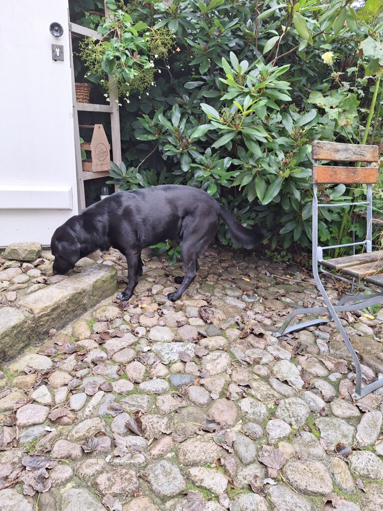 Ein schwarzer Hund schnüffelt auf einem Kopfsteinpflaster vor einer weißen Holztür, im Hintergrund Büsche und rechts im Bild ein Gartenstuhl aus Holz.