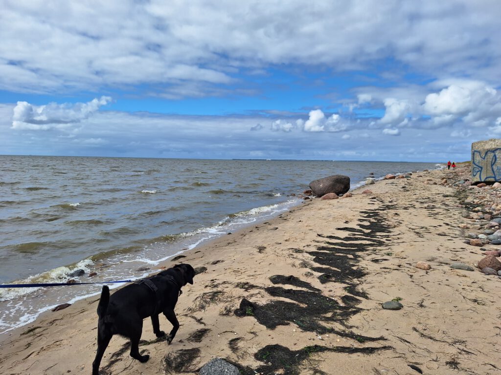 Ein schwarzer Hund läuft an einem Naturstrand, leichte Wellen im Meer links. Rechts der Rest einer Bunkerruine, viele Steine und Seegras am Strand.