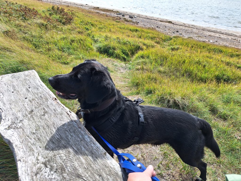 Ein schwarzer Hund steht an einer Holzbank an einem Naturstrand und schaut nach links.