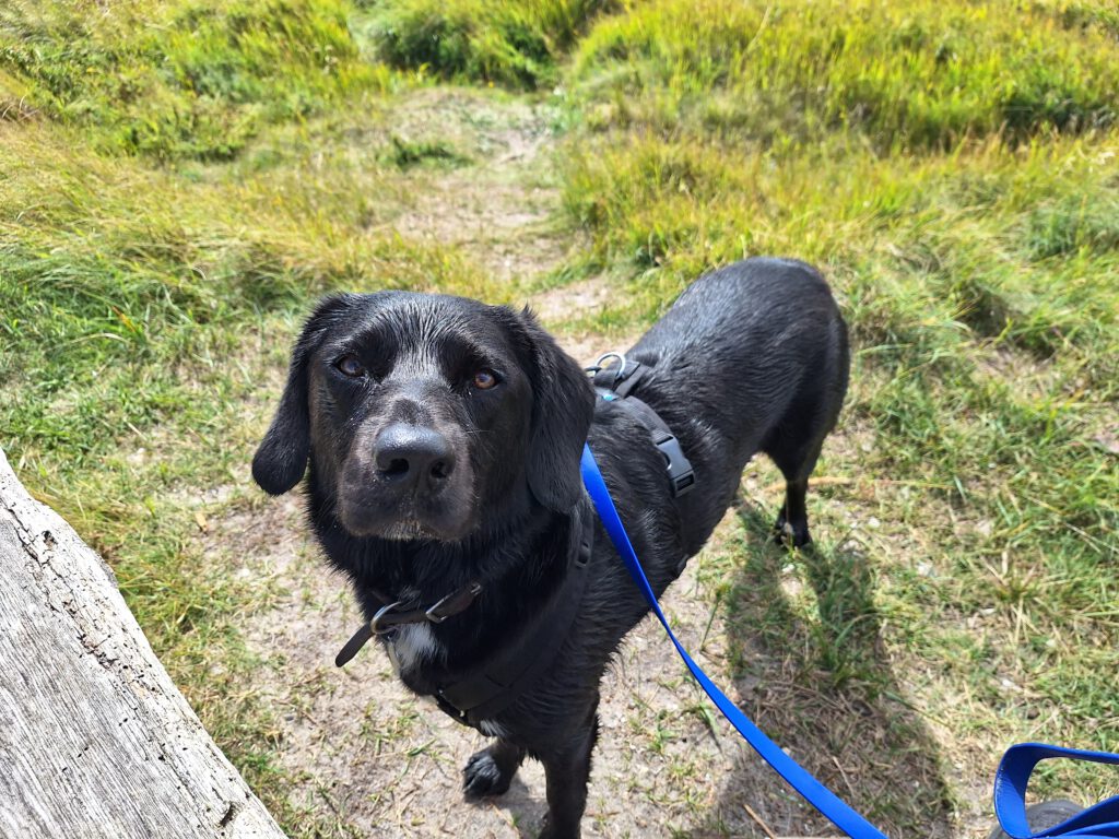 Ein schwarzer Hund schaut in die Kamera. Er hat nasses Fell am Kopf und den Vorderbeinen.