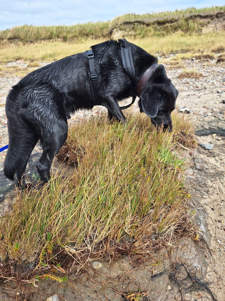 Ein schwarzer Hund schnüffelt in einem Seegrasbüschel an einem Naturstrand.