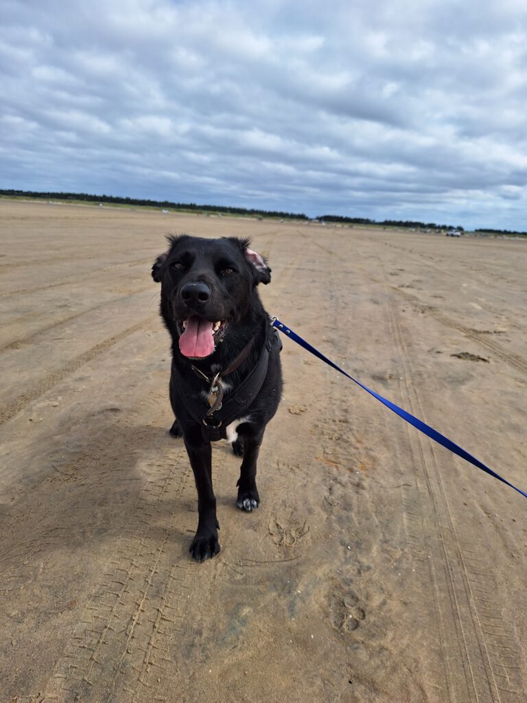 Ein schwarzer Hund auf einem sehr weiten Sandstrand. Er kommt hechelnd auf die Kamera zu und seine Ohren sind zurückgeklappt.