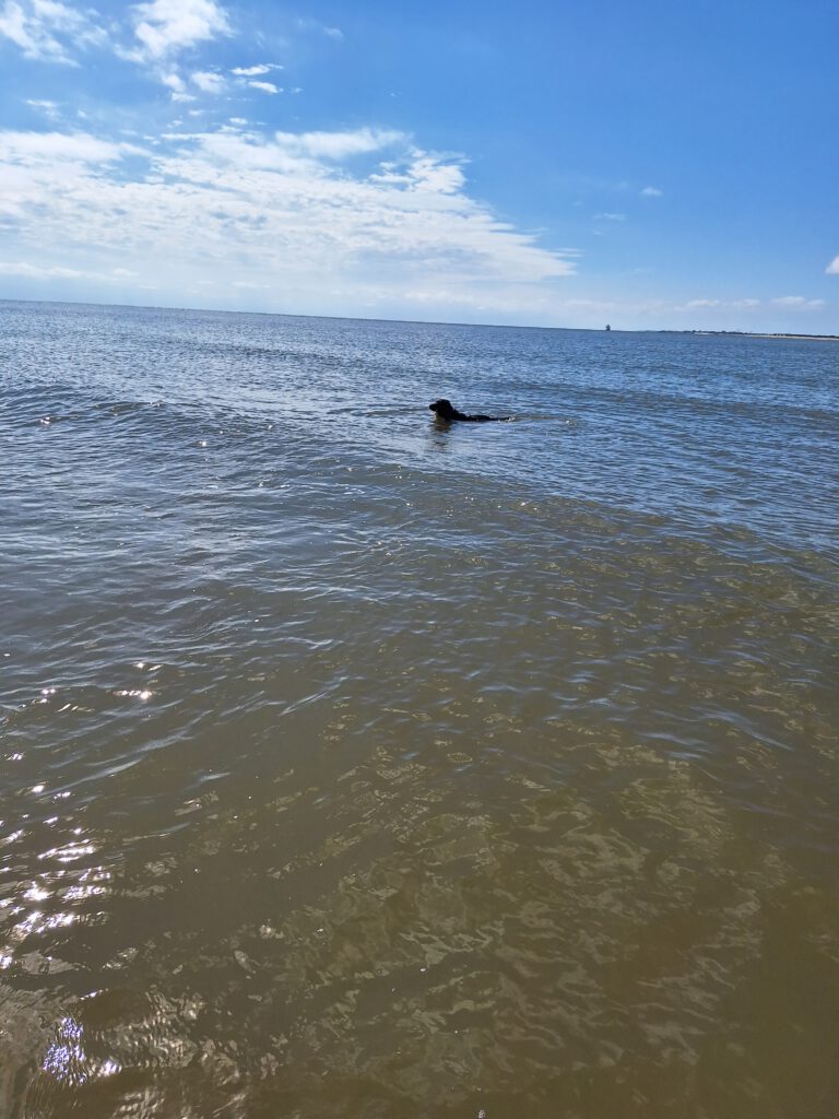 Ein schwarzer Hund schwimmt in der Nordsee, leichter Wellengang, blauer Himmel mit weißen Schleierwolken.