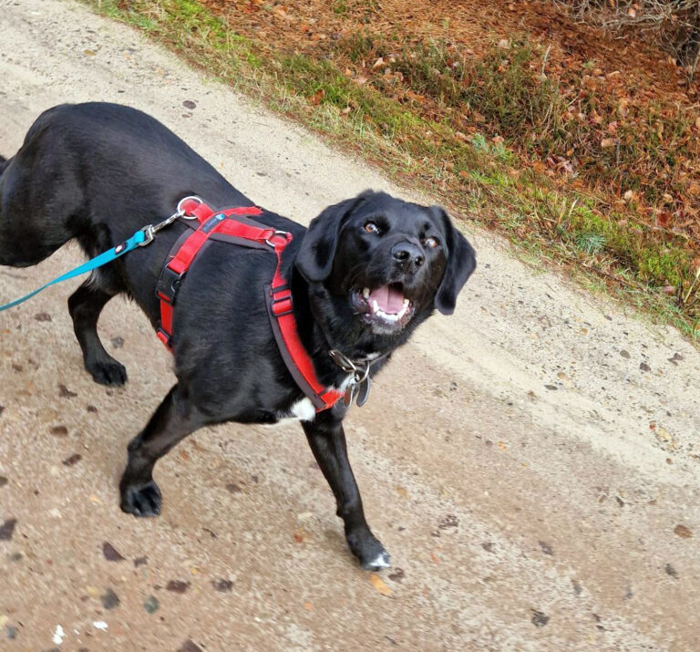 Ein schwarzer Hund geht auf einem Waldweg und schaut hechelnd zur Kamera.