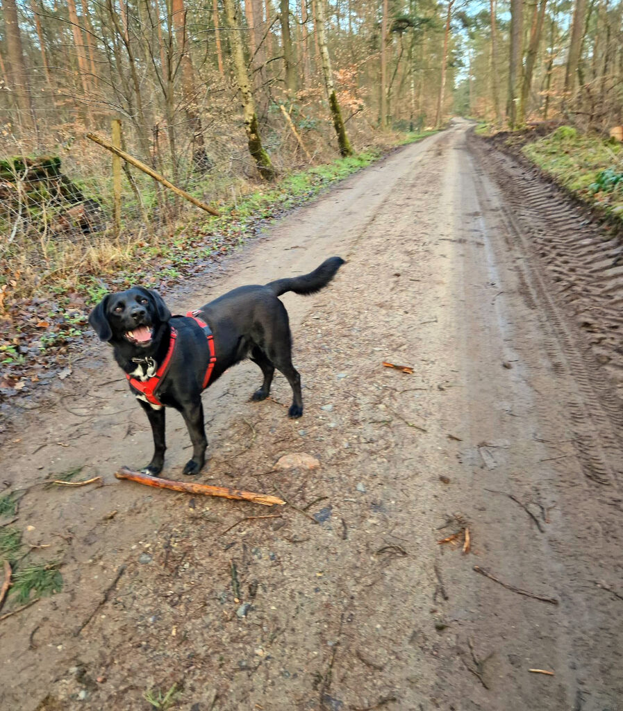 Ein schwarzer Hund steht auf einem Waldweg, vor ihm liegt ein kleiner Ast und er schaut mit hechelndem Maul zur Kamera.