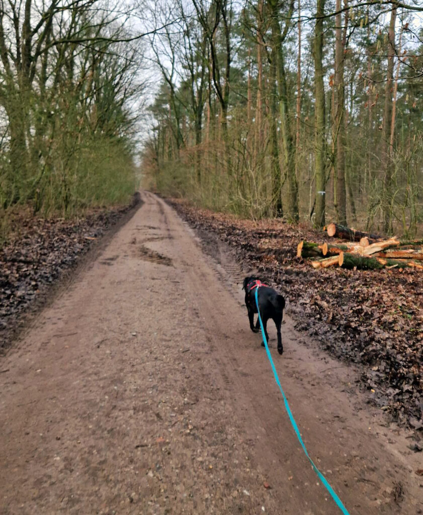 Ein schwarzer Hund läuft an lockerer Leine einen Waldweg entlang, rechts lieben ein paar gefällte Baumstämme.