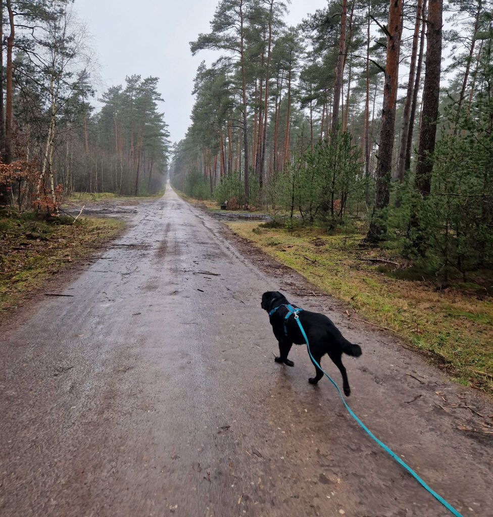 Ein schwarzer Hund läuft einen breiten, regennassen Waldweg entlang.