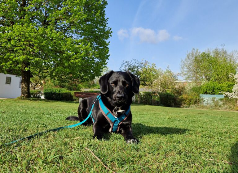 Schwarzer Hund liegt auf dem Rasen und schaut in die Kamera. Hinter ihm ist ein großer, grüner Baum vor blauem Frühlingshimmel.