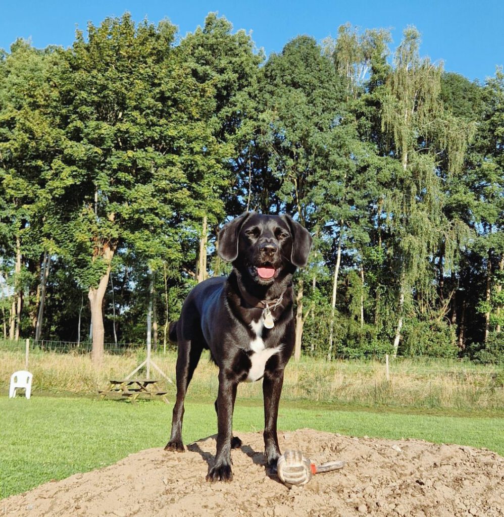 Scotty happy auf einem Sandhügel, allein auf dem Hundeplatz