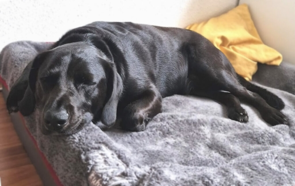 Scotty schläft entspannt auf seiner Decke.