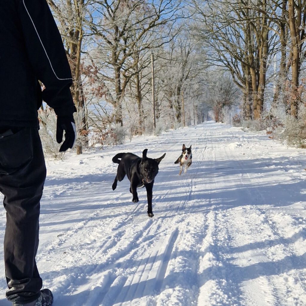 Hütehunde unter sich: Rennspiele mit der bezaubernden Amy